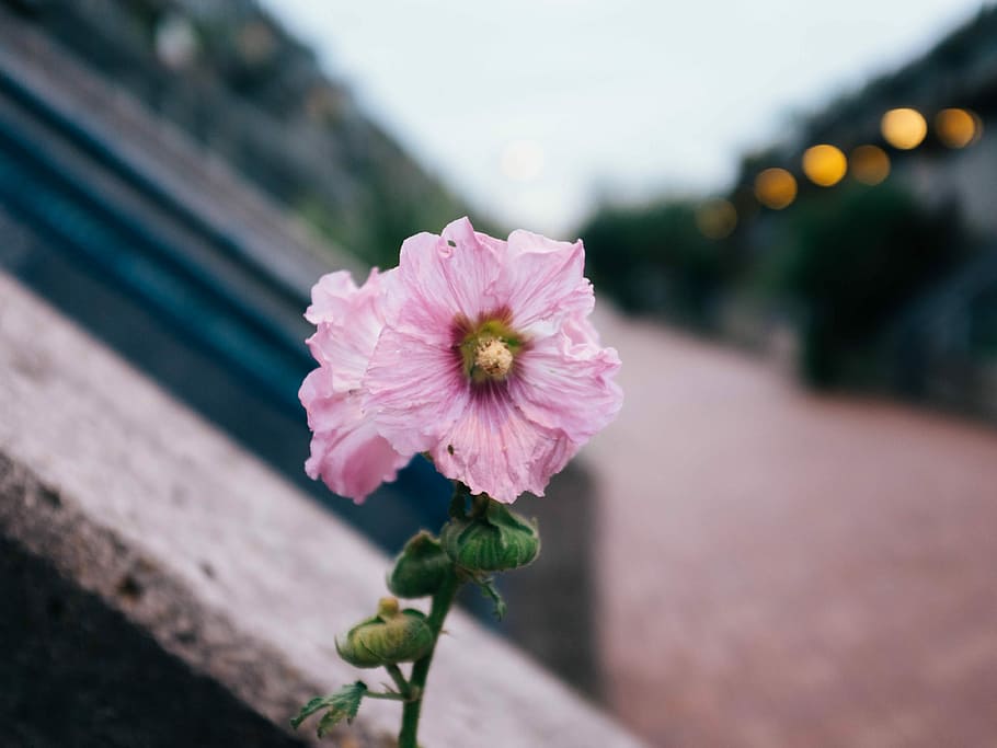 selective focus photography of pink petaled flower, closeup photo of pink petaled flower HD wallpaper