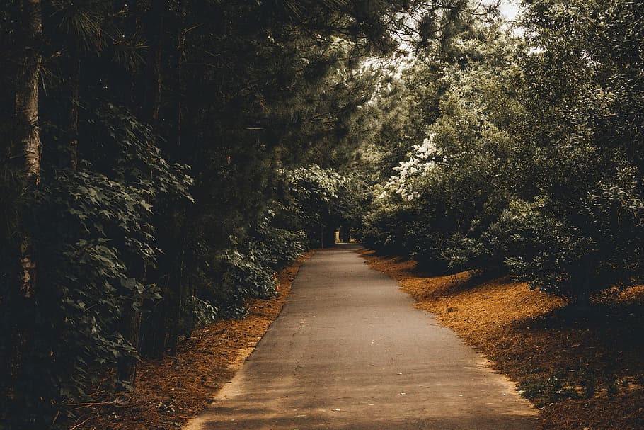 green trees beside a black road, gray road in between trees at daytime HD wallpaper