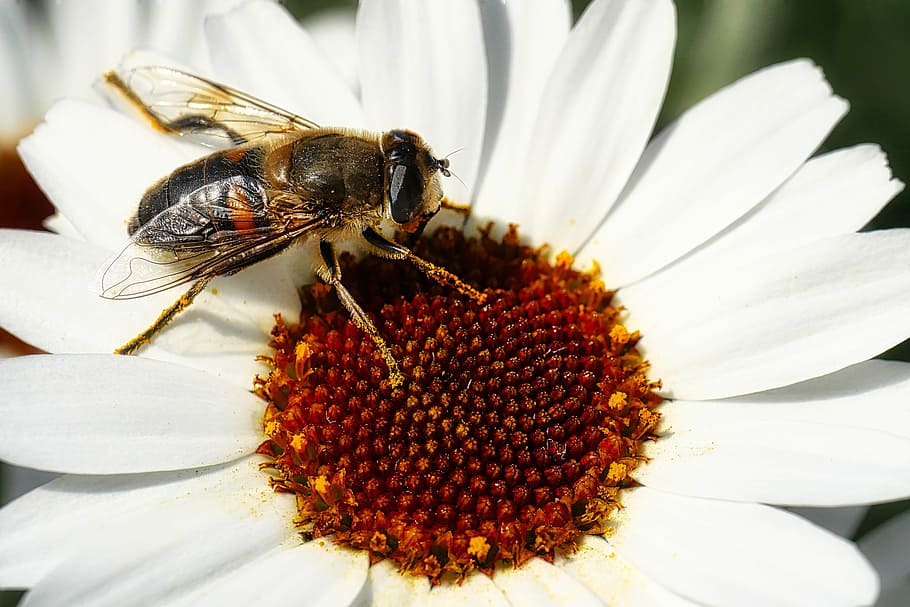nature, insect, bee, flower, honey, pollen, close, invertebrate HD wallpaper