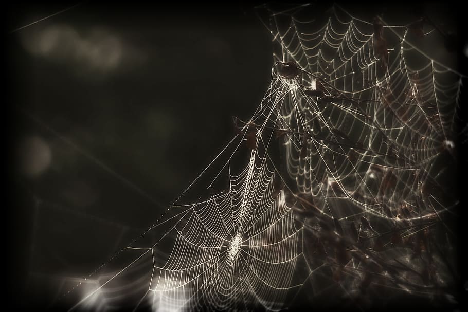 spider, web, cobweb, insect, creepy, black and white, macro HD wallpaper
