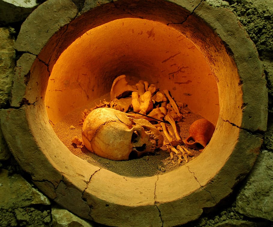 Skeleton, Bones, Archaeology, Skull, death, no people, indoors HD wallpaper
