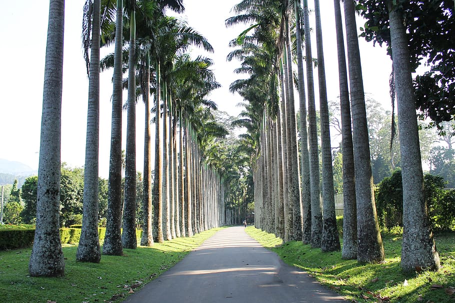 trees, palms, roads, paths, pathways, parks, tropical, bright HD wallpaper
