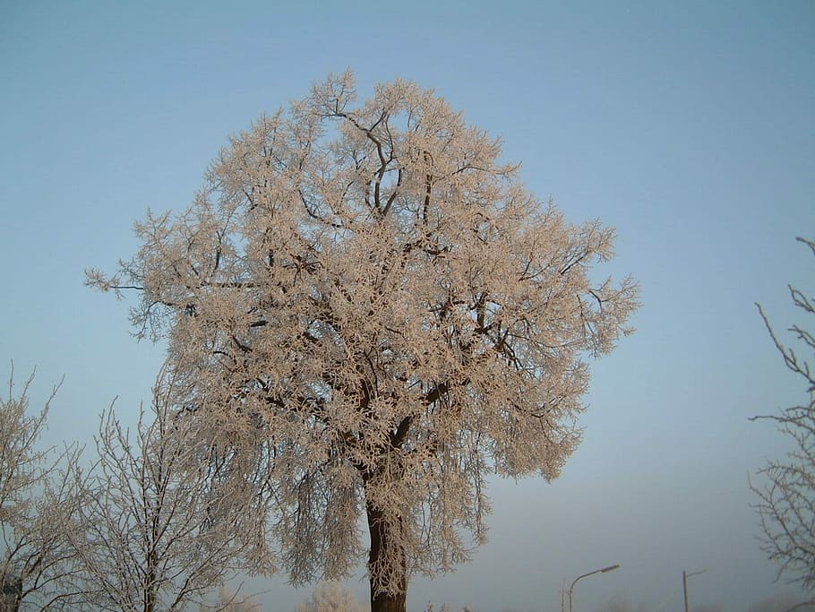 Winter, Ice, Water, tree, nature, autumn, branch, outdoors HD wallpaper