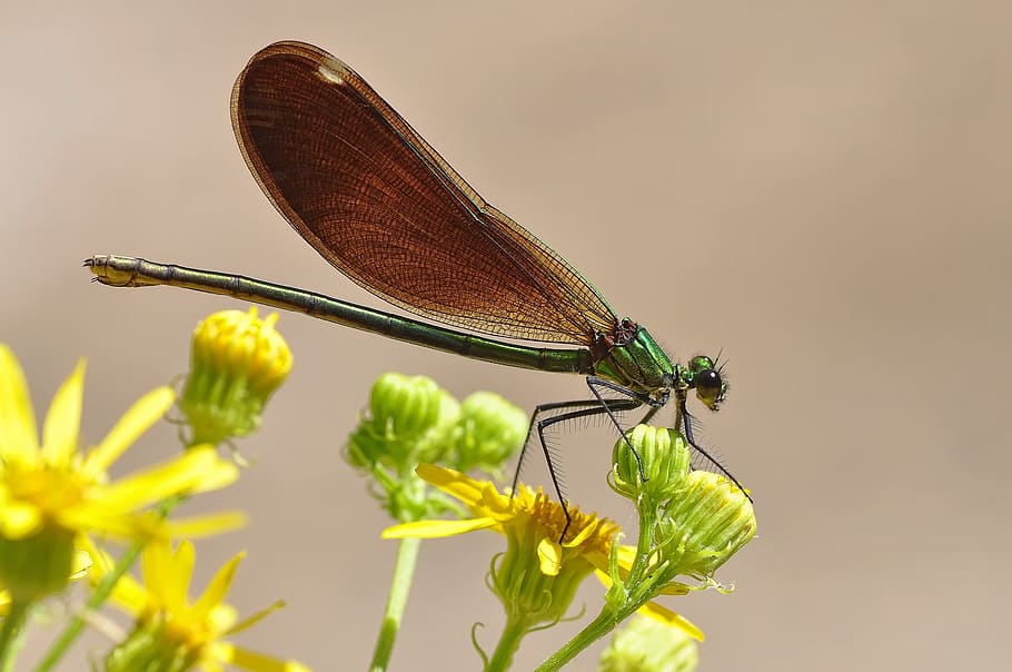 damselfly, macro, insect, wildlife, nature, bug, wings, plant HD wallpaper