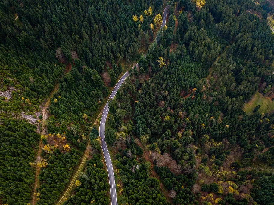 bird's eye view forest, birds eye view of forest trees, plant HD wallpaper