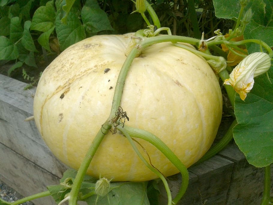 pumpkin, squash, gardening, harvest, vegetable, nature, food HD wallpaper