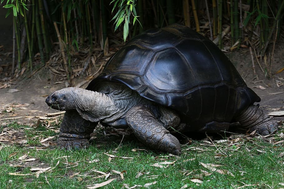 black and brown tortoise on green grass near bamboo grass, turtle HD wallpaper