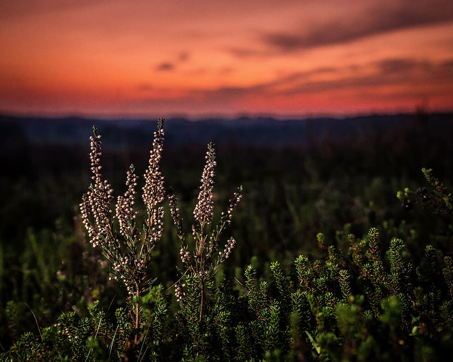 green plants under orange sky, sunset, natural, ro, landscape HD wallpaper