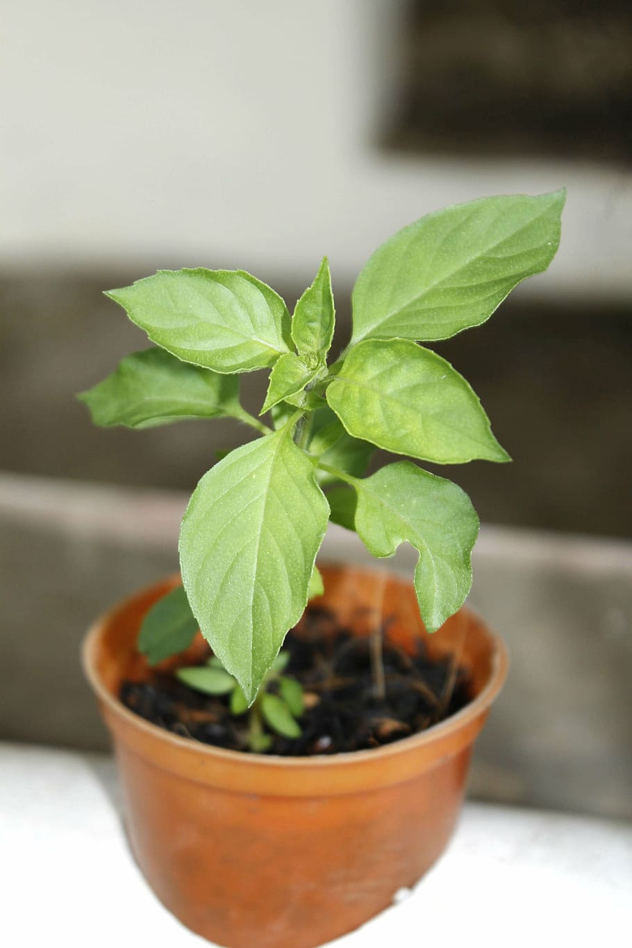 aromatic basil, vegetable, culinary, herb, food, plant, leaf HD wallpaper