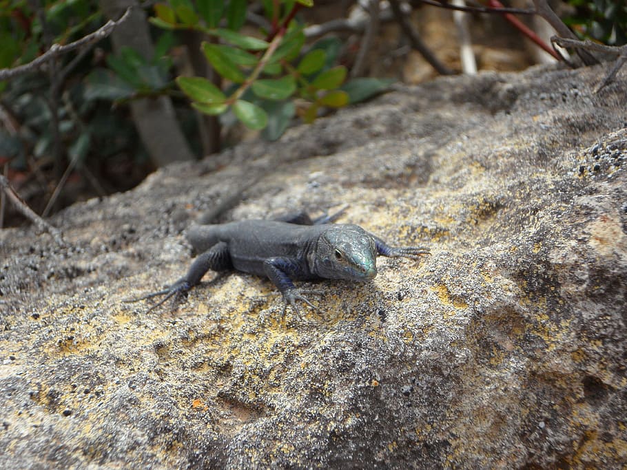 Lizard, Endemic, Cabrera, Reptile, animal, creature, animal world HD wallpaper
