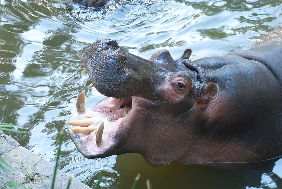 hippo, teeth, mouth, animal themes, water, animal wildlife HD wallpaper