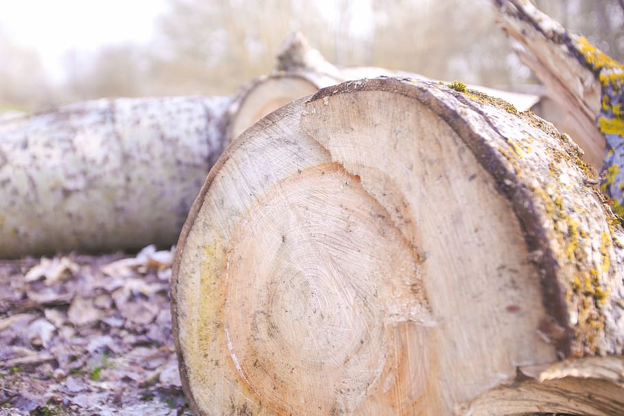 wood, forest, tree, lumber, log, timber, wood - material, close-up HD wallpaper