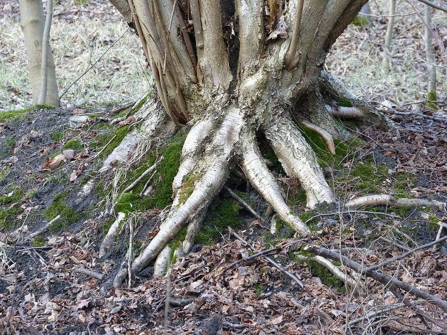 tree roots, nature, overgrown, forest, wood, mis shapen, old HD wallpaper