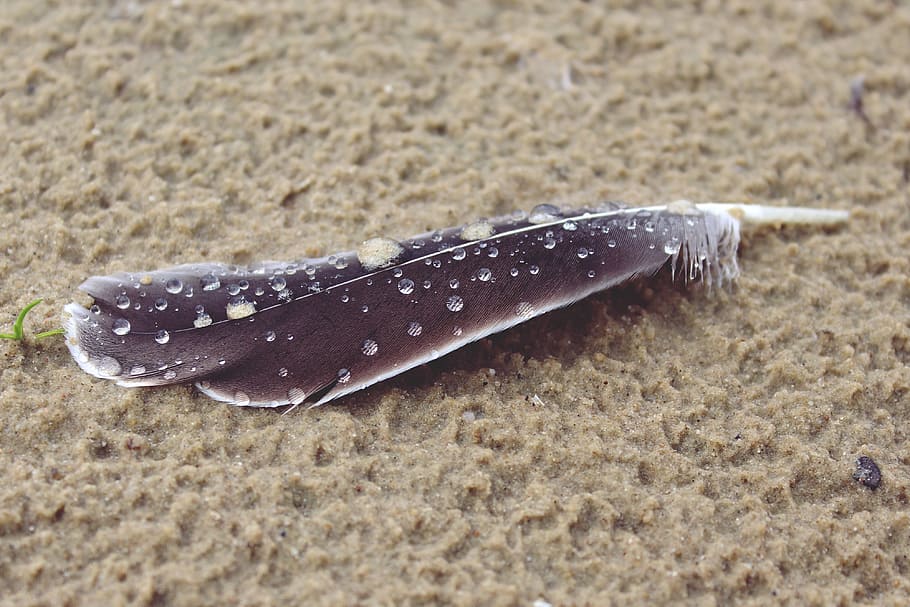 black feather on brown sand, beach, bird, coast, nature, animal HD wallpaper