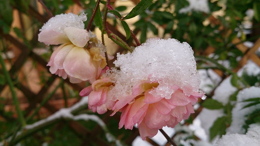 winter, rose, snow, cold, nature, flowers, frost, transient HD wallpaper