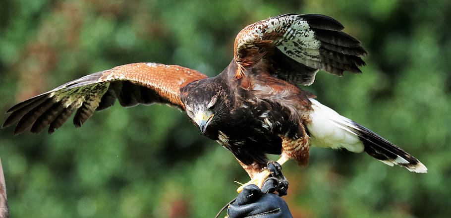 Harris Hawk, Bird, predator, animal, beak, hunter, falconry HD wallpaper