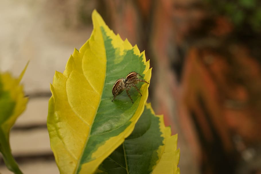 nature, insects, spider, fly, the, virginia, quindio, colombia HD wallpaper