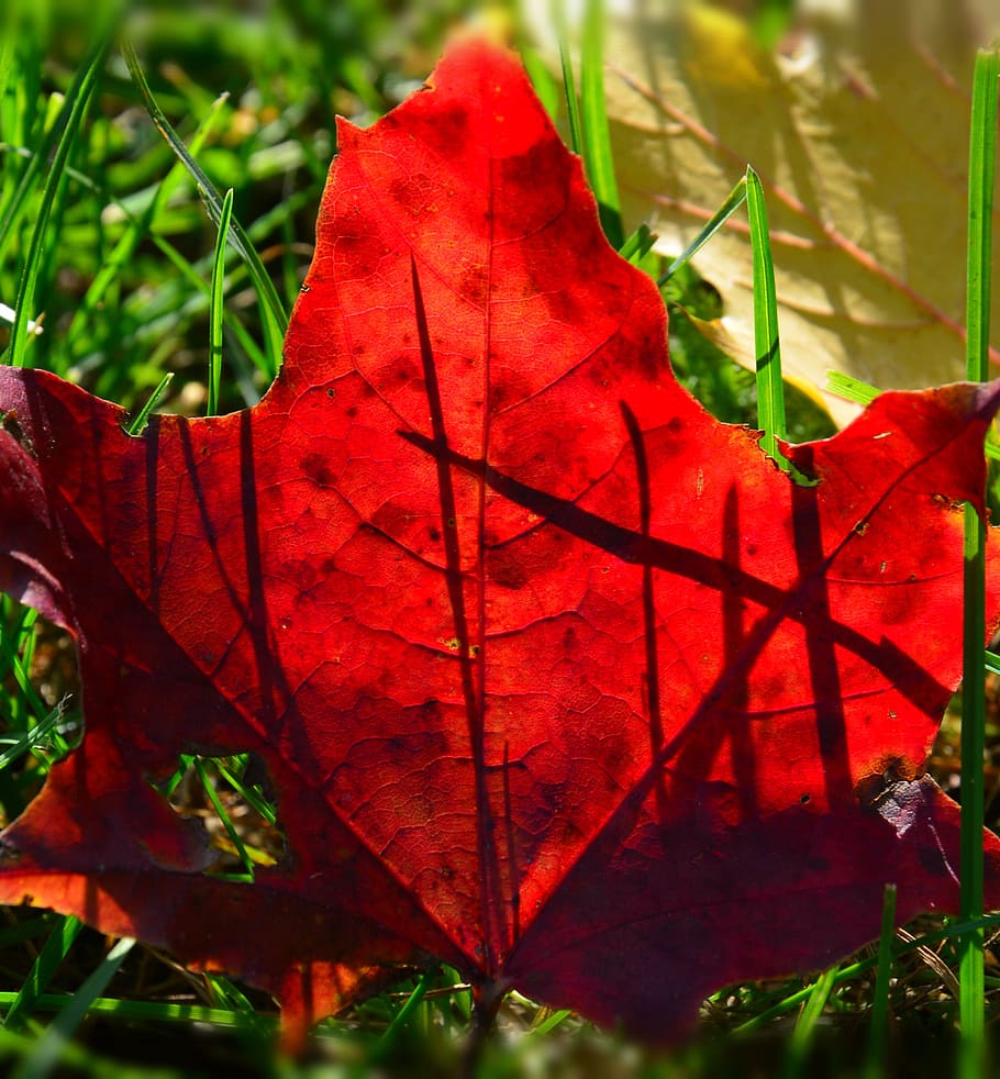 foliage, autumn, red, nature, leaf, season, plant, outdoors HD wallpaper