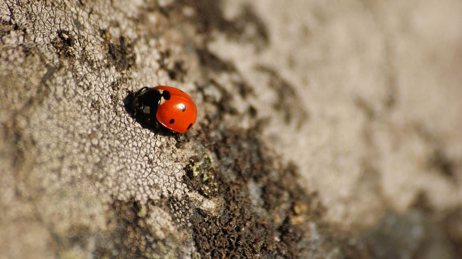Ladybug, Dots, Stone, Red, Black, Black, Grey, insect, nature HD wallpaper