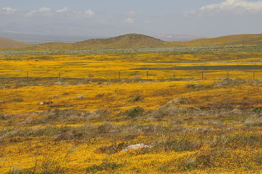 california, wildflowers, poppy fields, botany, blooming, meadow, HD wallpaper