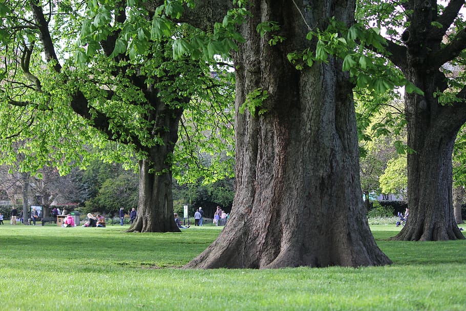 Tree, London, park, grass, nature, tree trunk, green color HD wallpaper