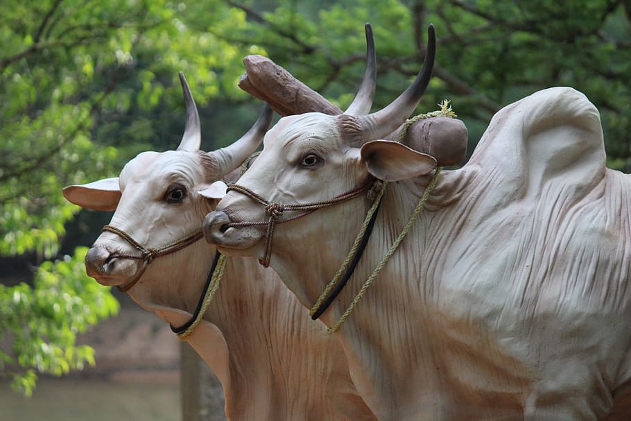 brahma, cattle, sculptures, bulls, farming, animals, hump, horns, HD wallpaper