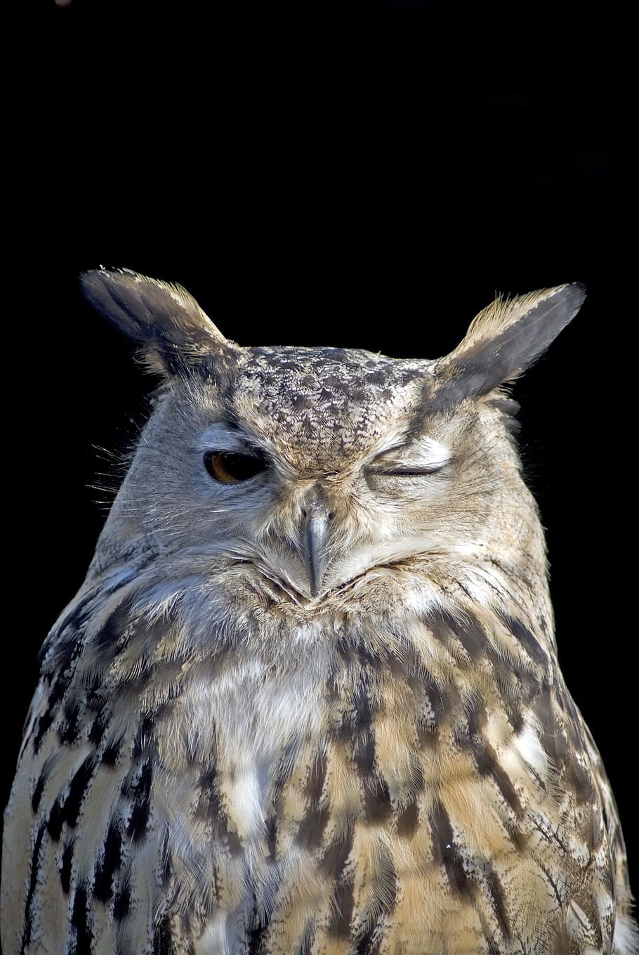 Owl, Wink, Bird, Feather, Winking, animal wildlife, black background HD wallpaper