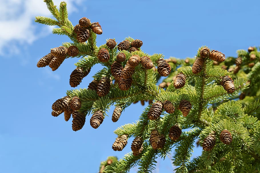 Pine Cones, Tree, Evergreen, Sky, nature, coniferous, cactus HD wallpaper