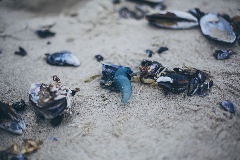 Ocean life, selective focus photography of mussel shell, sea shell HD wallpaper