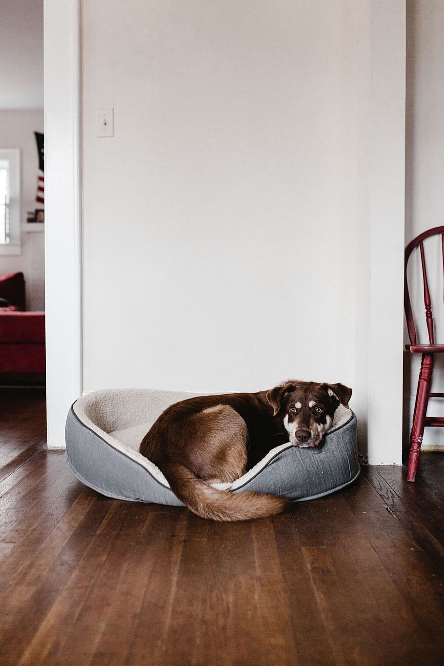 short-coated liver and white dog prone lying on pet bed inside room