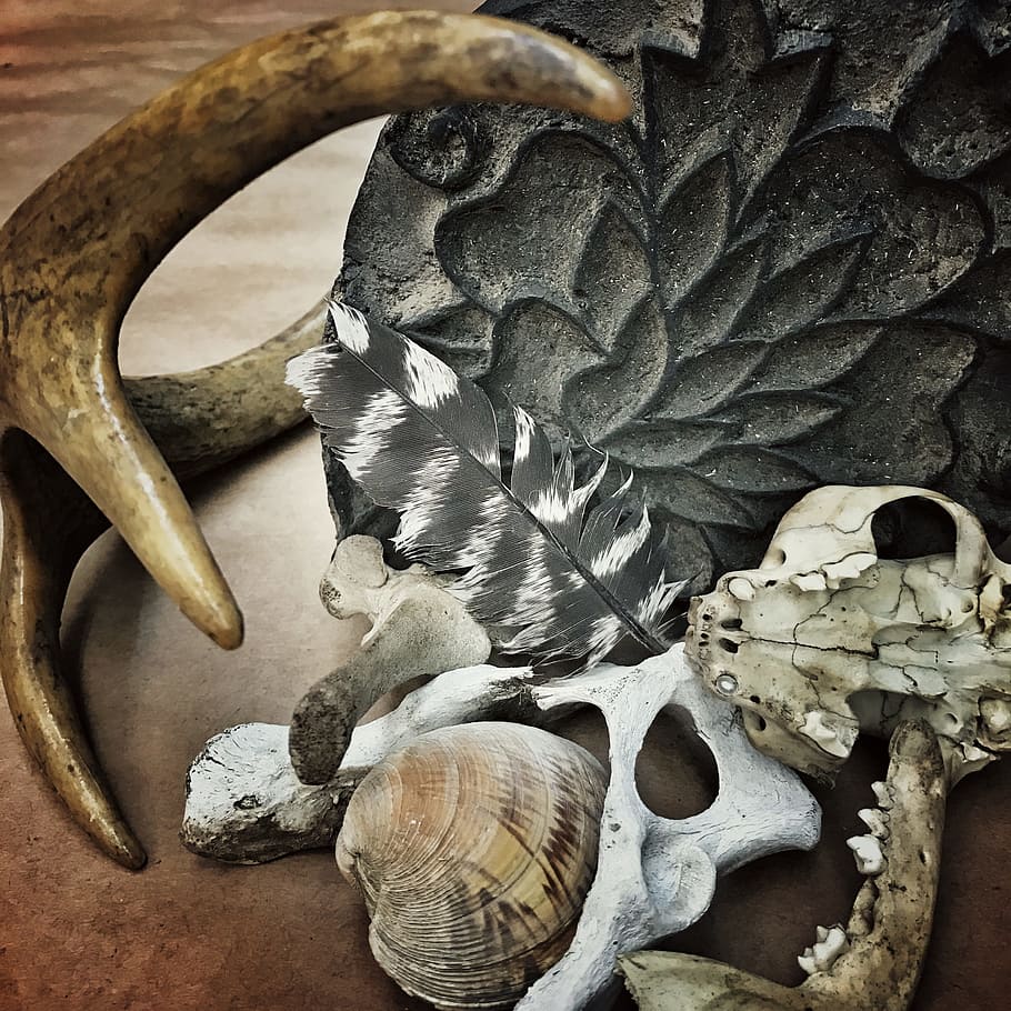 wishto, delete, now, no people, animal wildlife, close-up, bone HD wallpaper