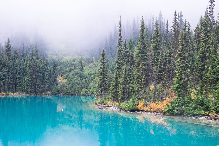body of water beside green trees with fogs, Hiking Joffre Lakes in British Columbia HD wallpaper