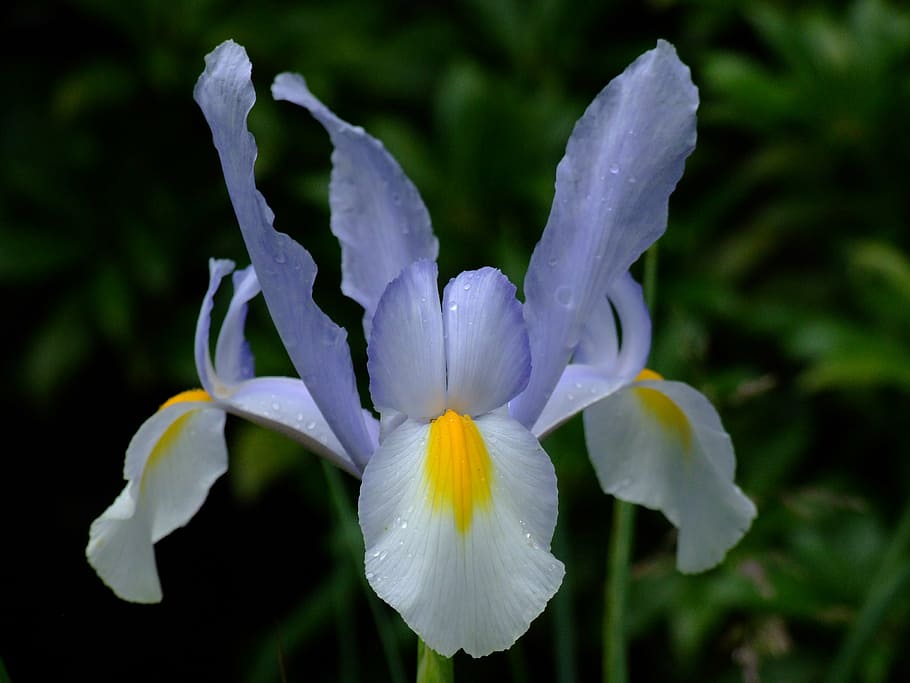 iris, flower, open, bloom, plant, macro, flowering plant, petal HD wallpaper