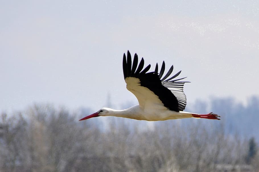 white and black Pelican flying at daytime, stork, bird, storks HD wallpaper