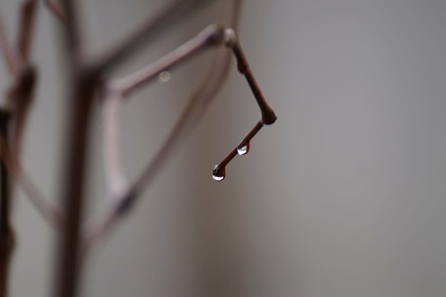 trickle, wood, branches, non, nature, raindrops, dew, close-up HD wallpaper