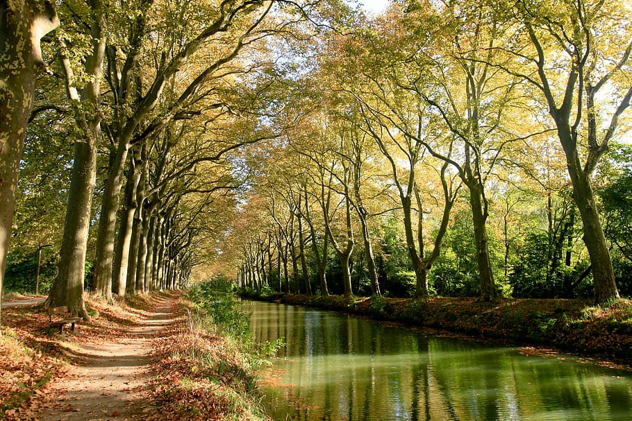 body of water in between green leafed trees, canaldumidi, toulouse