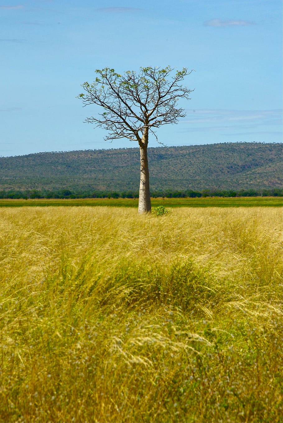 australia, tree, outback, nature, rural, wilderness, aussie HD wallpaper