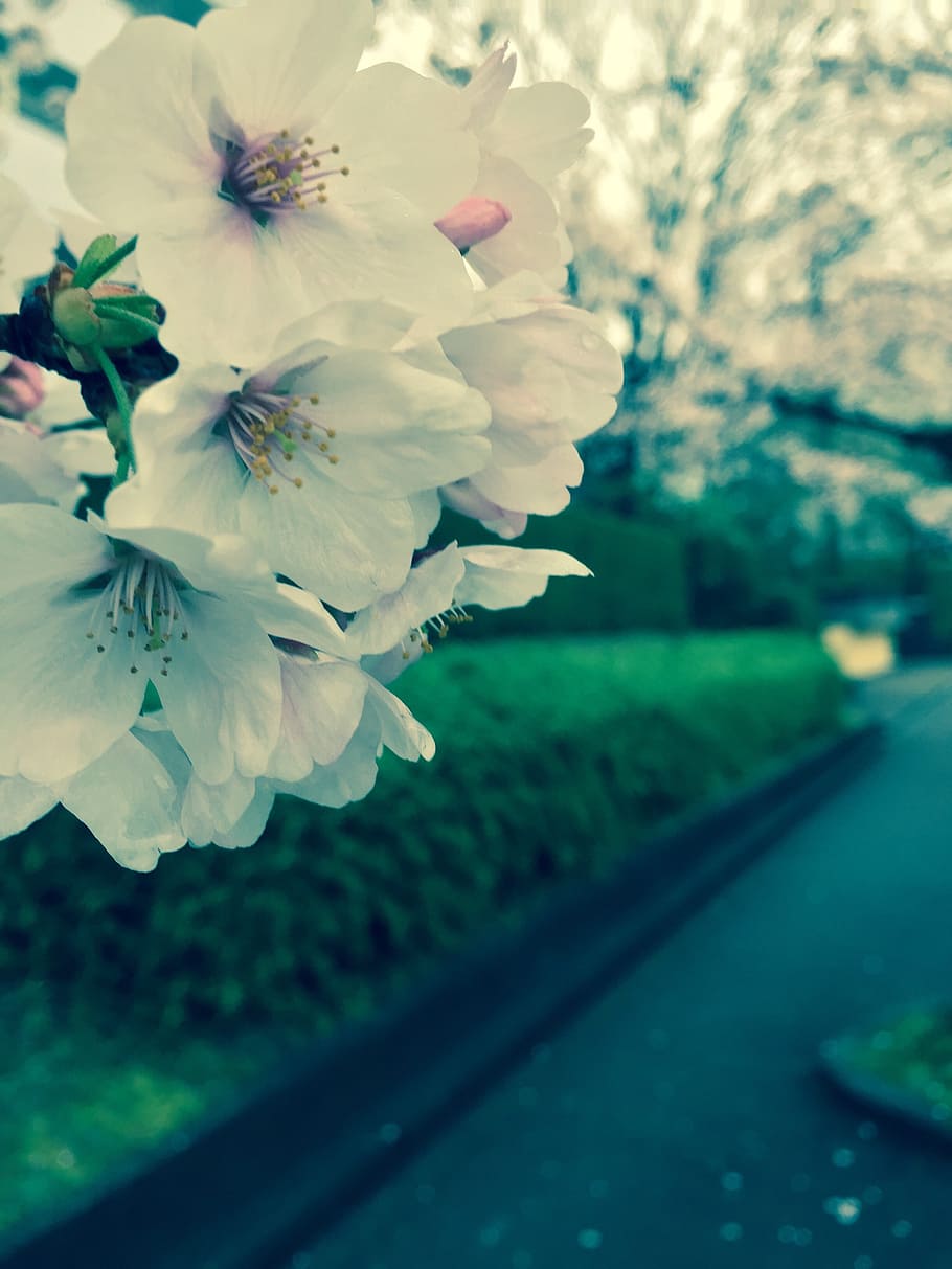 spring, cherry blossom, nature, flowering plant, beauty in nature HD wallpaper