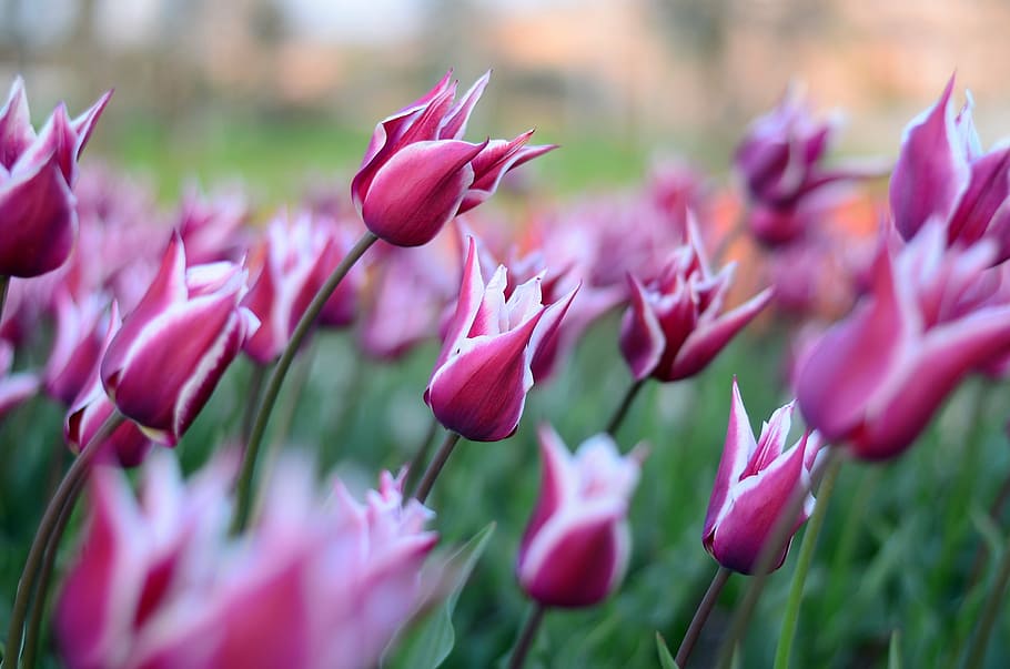 tulips, flower, macro, close-up, beautiful, spring, green, leaves HD wallpaper