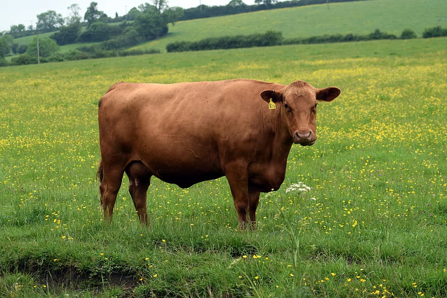 Cow, Herd, Cattle, Pasture, Breeding, lozère, field, agriculture HD wallpaper