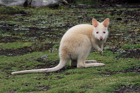 brown kangaroo on green grass field, white, animal, wild, australian HD wallpaper