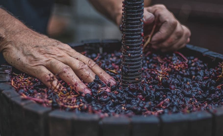 person holding purple fruits on brown barrel, shallow focus photography of person holding purple dried fruits in wooden barrel HD wallpaper