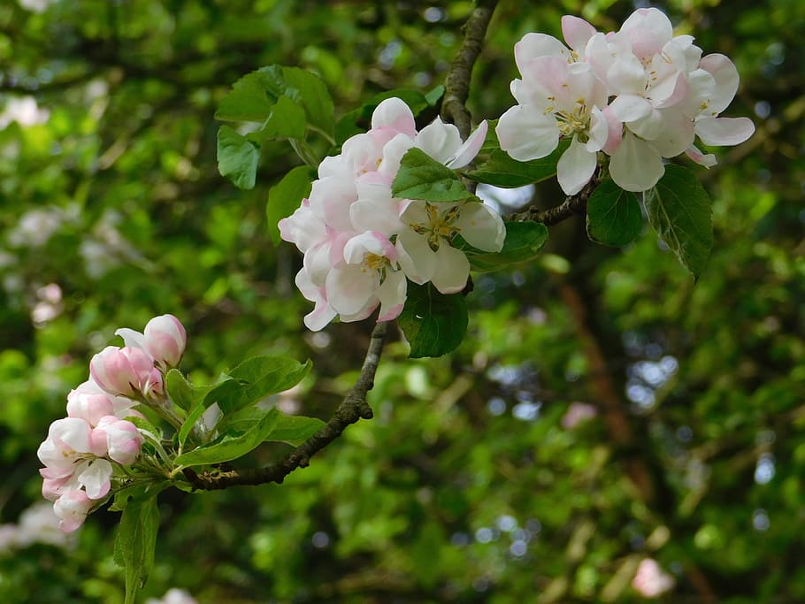 flower, nature, tree, branch, flora, season, garden, blooming HD wallpaper