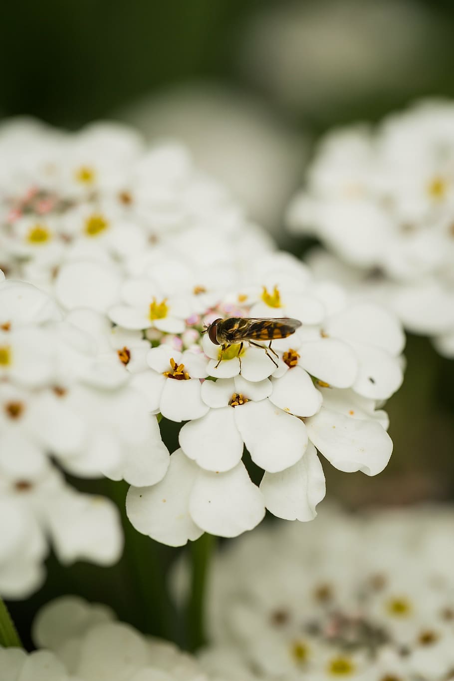 bee, flower, nature, spring, natural, springtime, garden, plant HD wallpaper