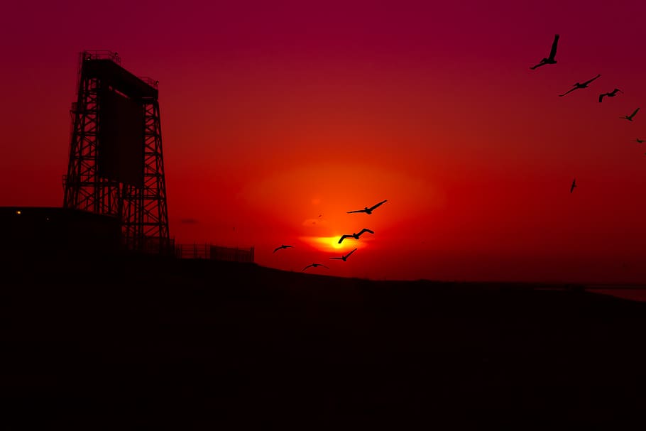 sunset, draw bridge, coastline, pelicans, seagulls, birds, skyline, HD wallpaper