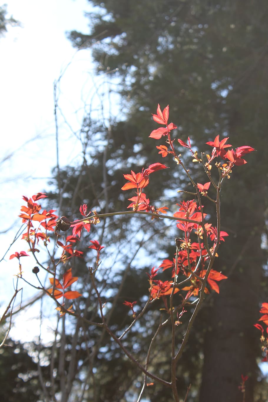 red, leaf, tree, light, fall, season, autumn, nature, color HD wallpaper