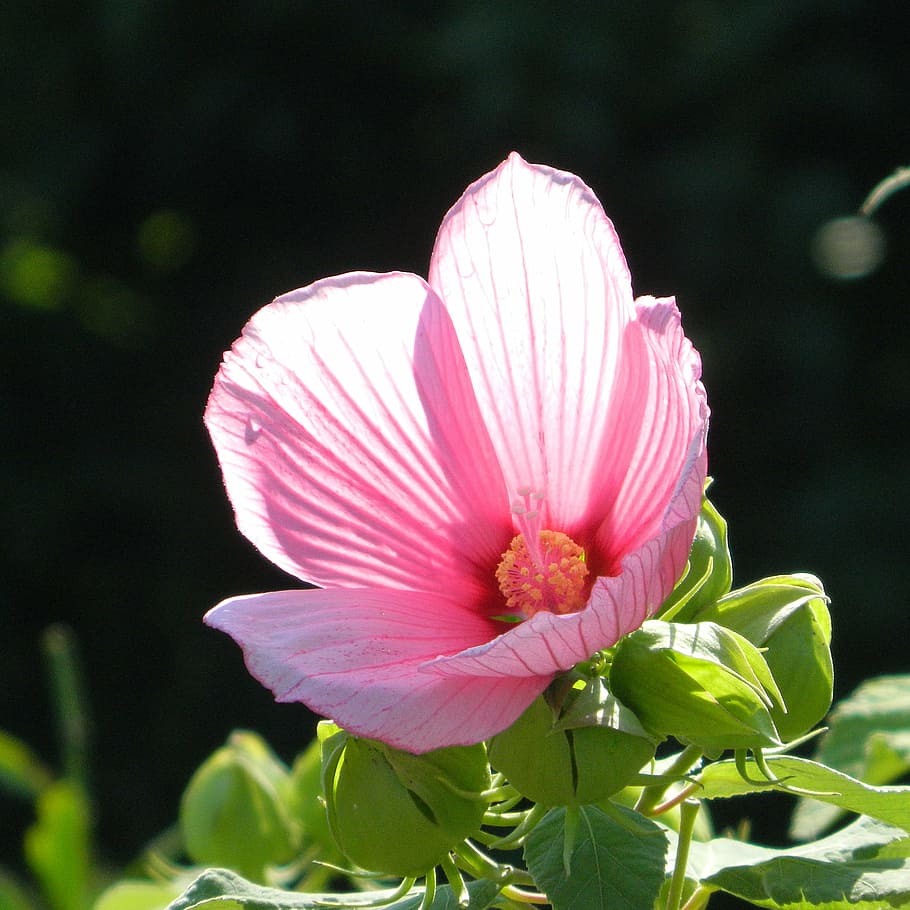 Paulownia Garden Blossom. Носов цветнок фото.