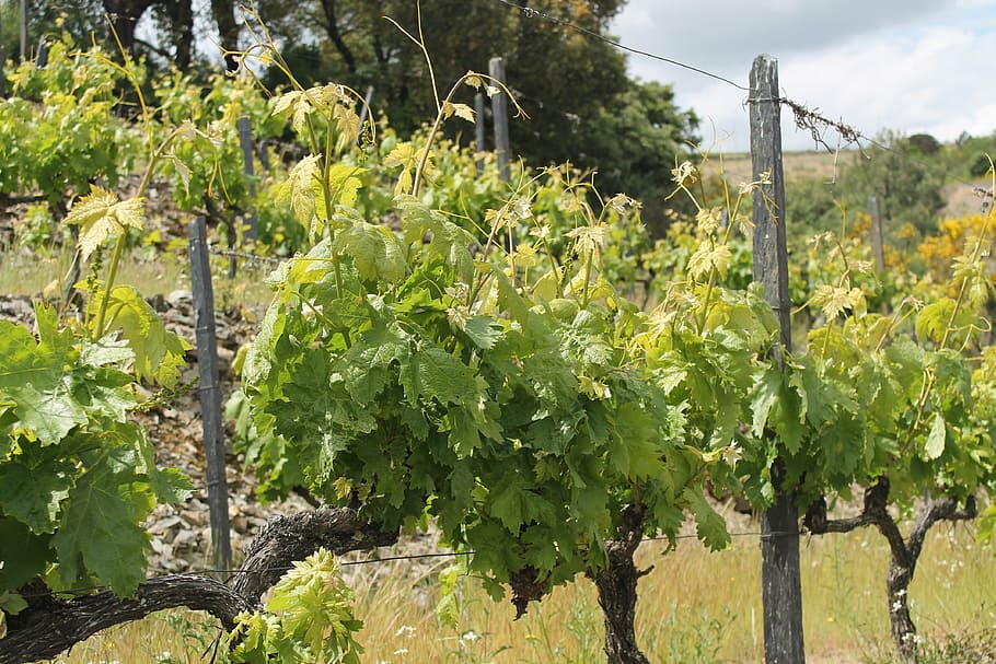 vineyard, white, nature, leaf, plant, growth, agriculture, food and drink HD wallpaper