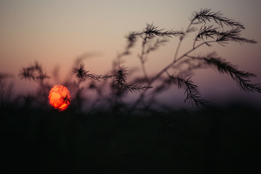 silhouette of plant during golden hour, nature, abstract, background HD wallpaper