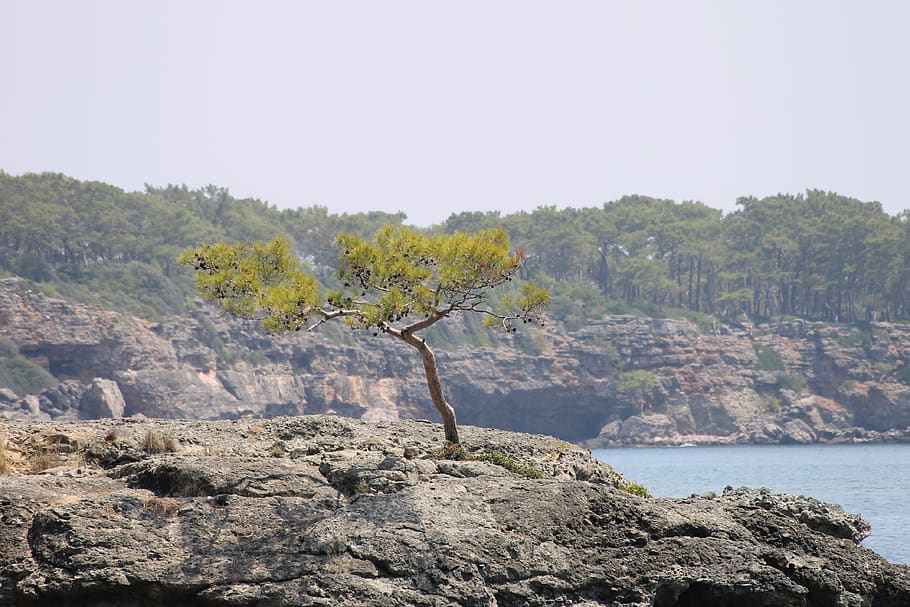 turkey, phaselis, sea, beach, pine, tree, summer, stones, landscape HD wallpaper